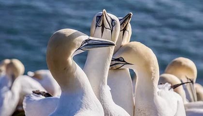 开云体育入口-阿斯顿马丁完胜索伯车队，阿隆索带队取胜