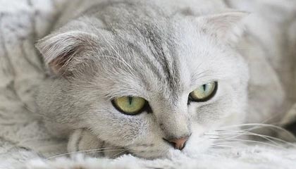 开云体育登录-罗马险胜塞内加尔，萨内一己之力扛起全队