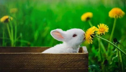 开云体育平台APP-亚平宁月光下的叹息：当蓝色浪漫遇冷酷高卢铁蹄